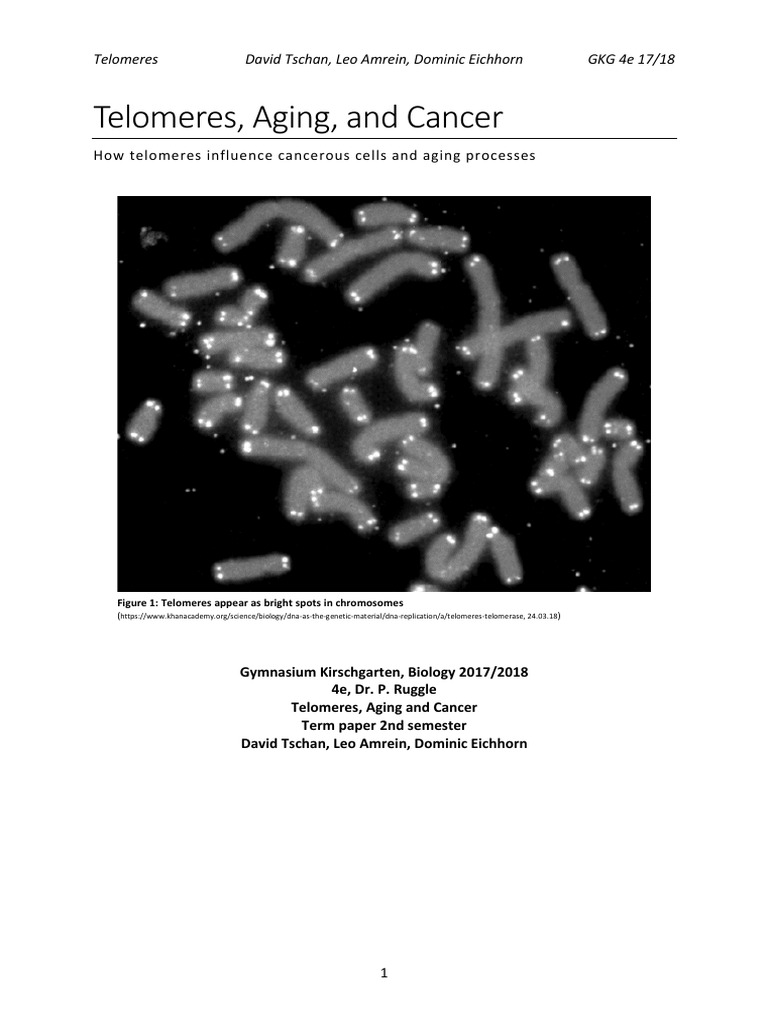 Telomeres, Aging and Cancer - How Telomeres Influence Cancerous Cells ...
