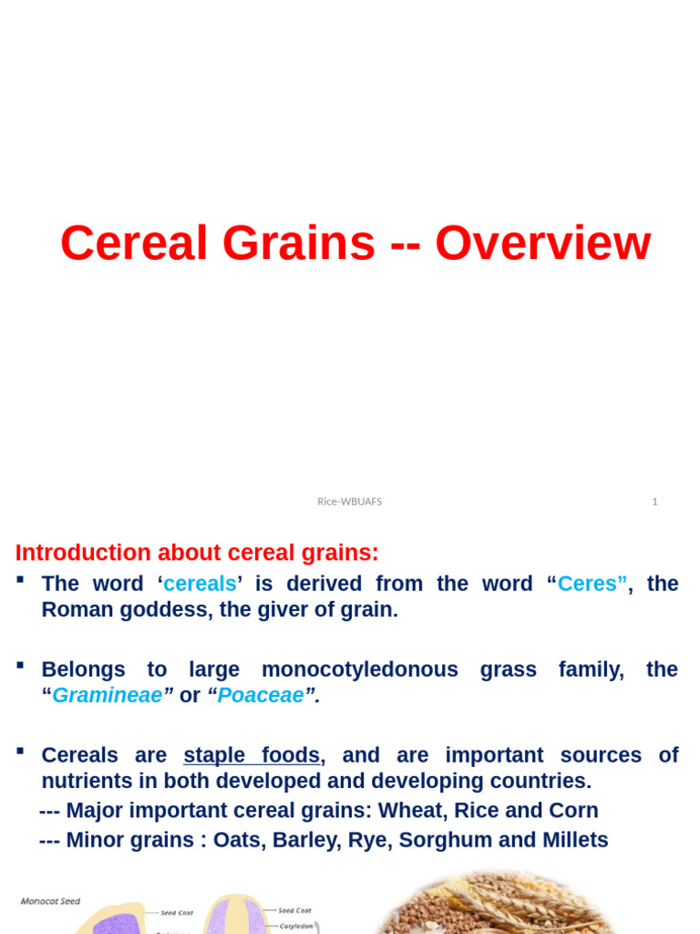Overview of Cereal Grains and Rice | PDF | Cereals | Seed