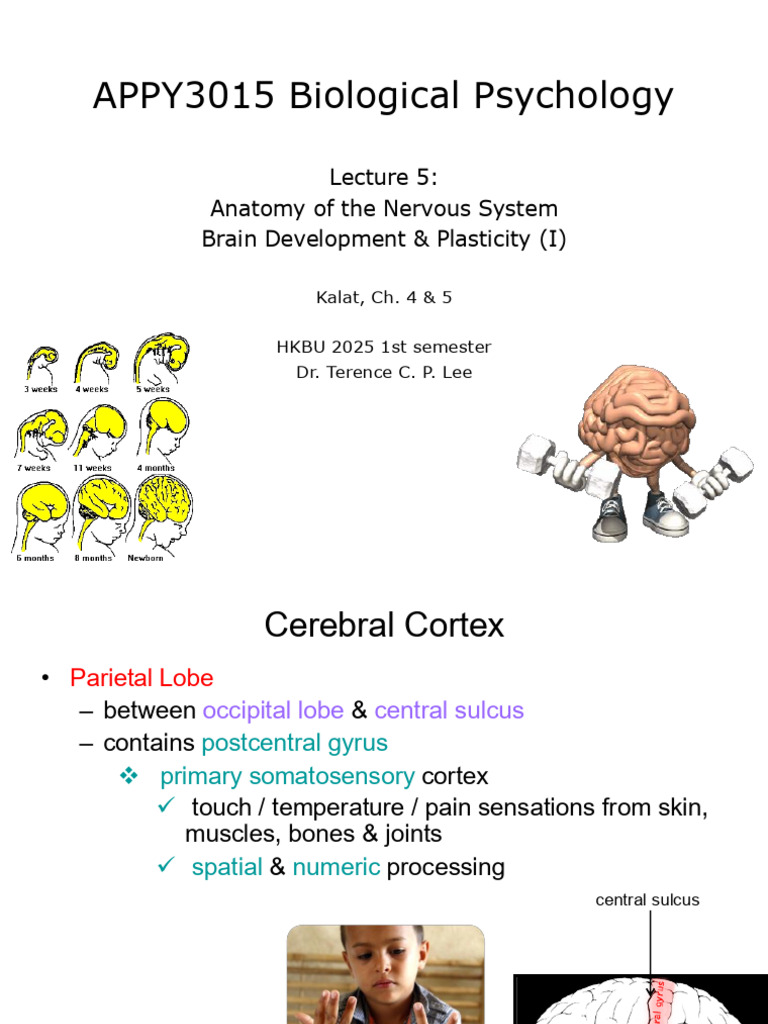 Nervous System Anatomy & Brain Development | PDF | Neuron | Brain