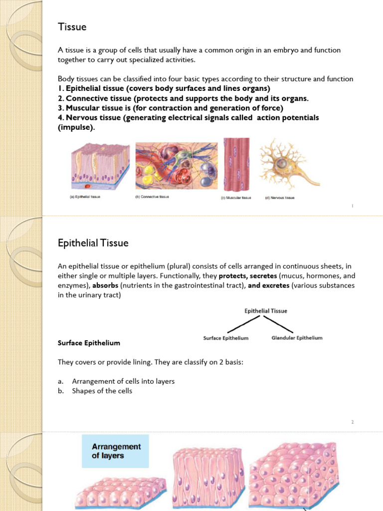 Types and Functions of Body Tissues | PDF | Epithelium | Connective Tissue