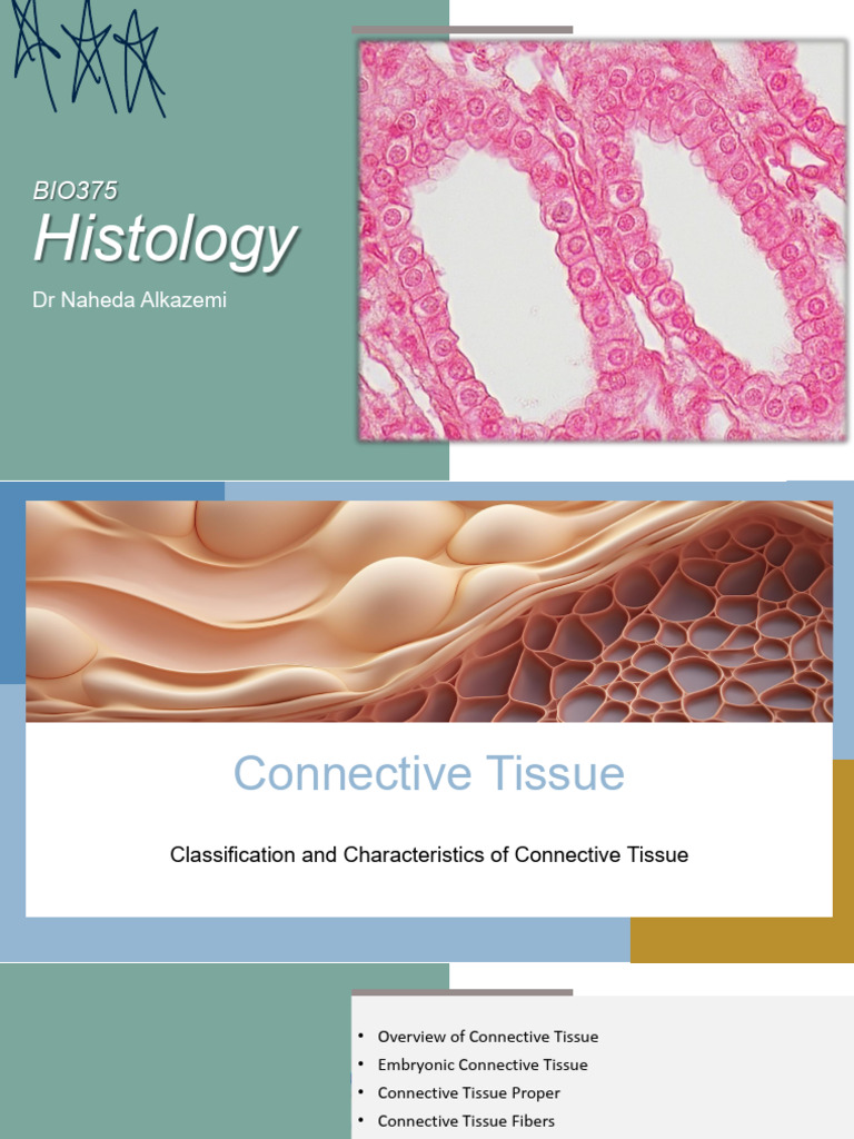 Connective Tissue: Types & Functions | PDF | Connective Tissue ...