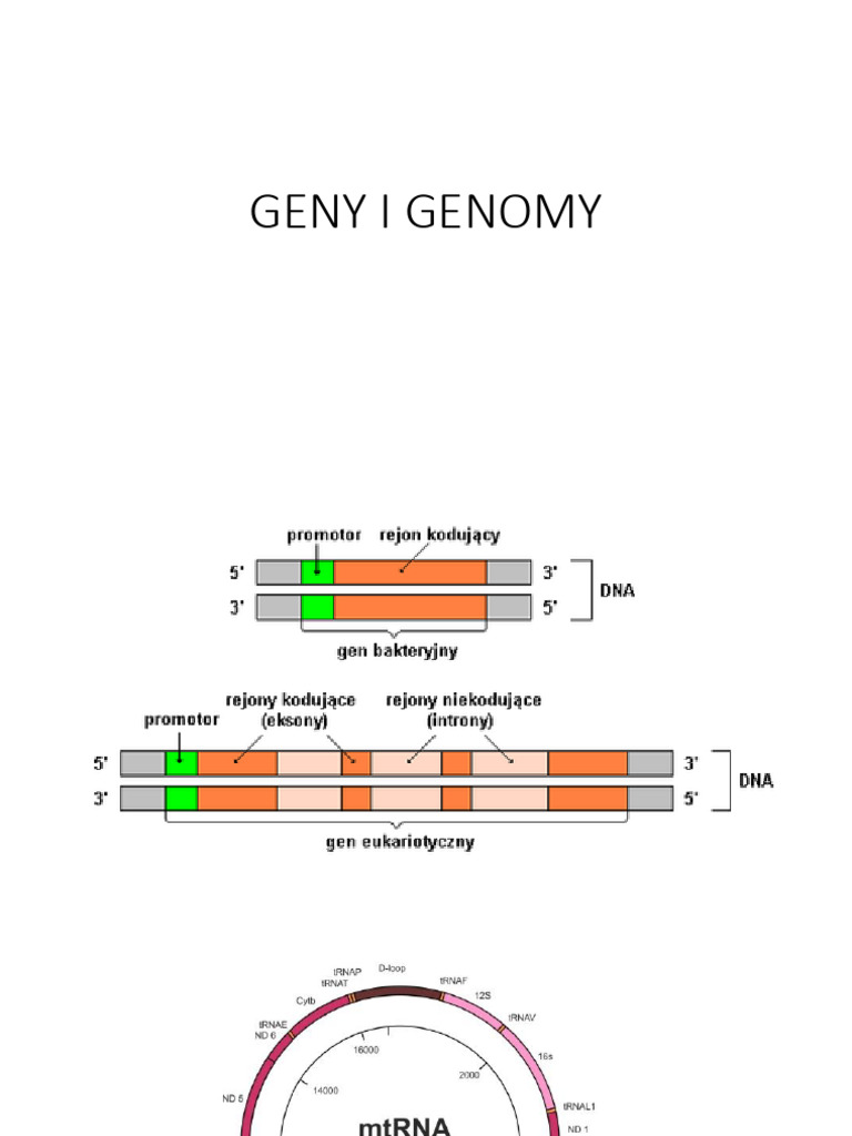 Geny I Genomy | PDF