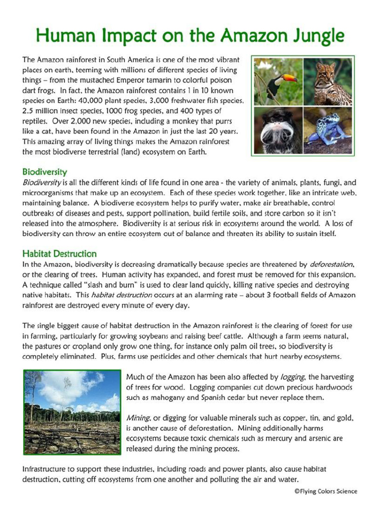 Mapping Habitat Destruction-Human Impact On The Aamzon Jungle-Student | PDF