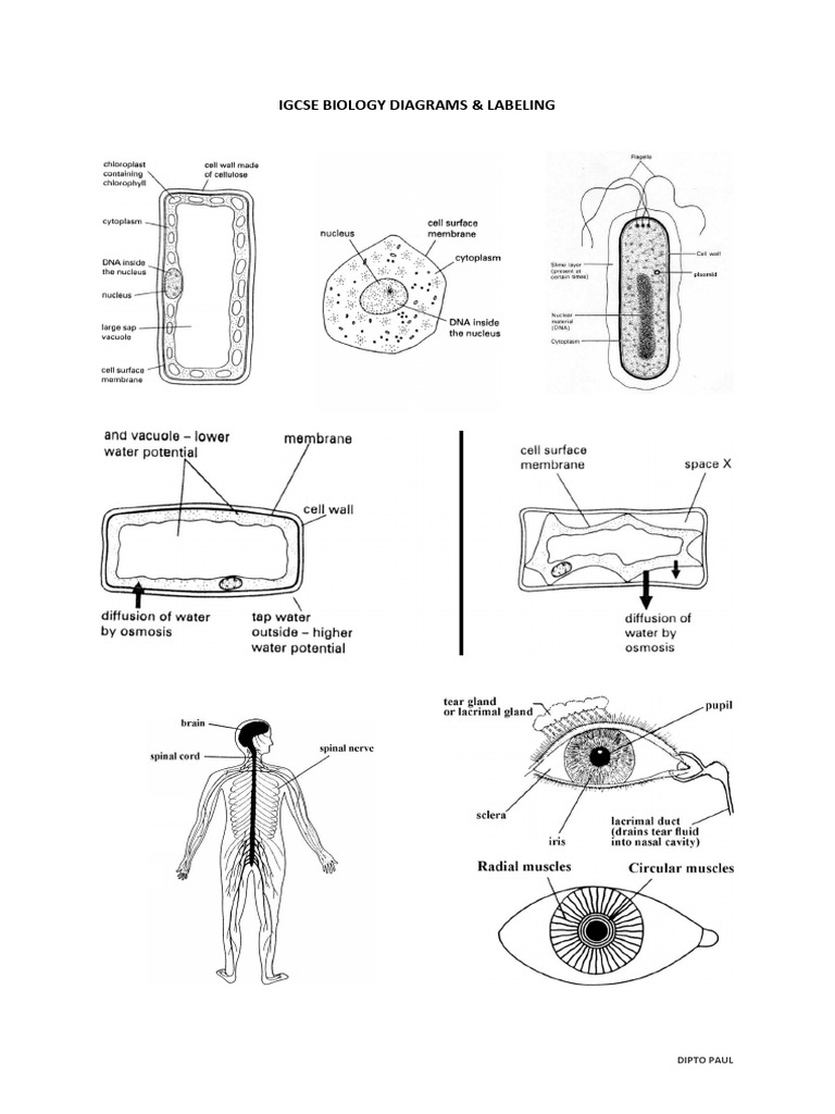 Igcse Biology Diagram Print | PDF