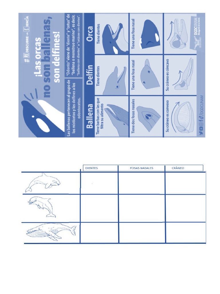 Delfin Ballena Orca | PDF