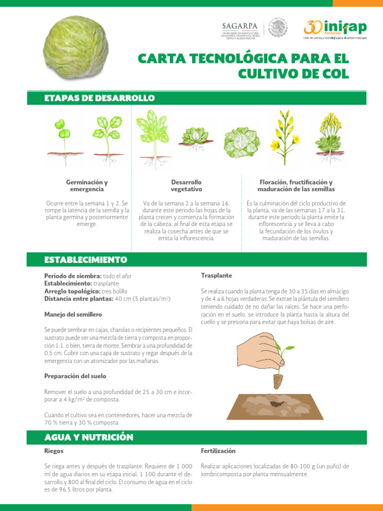 Guía Completa para Cultivar Col | PDF | Siembra | Semilla