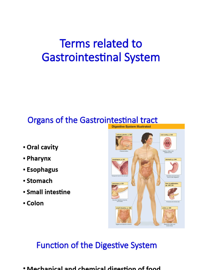 Unit 4. Terms Related To Digestive System | PDF | Gastrointestinal ...
