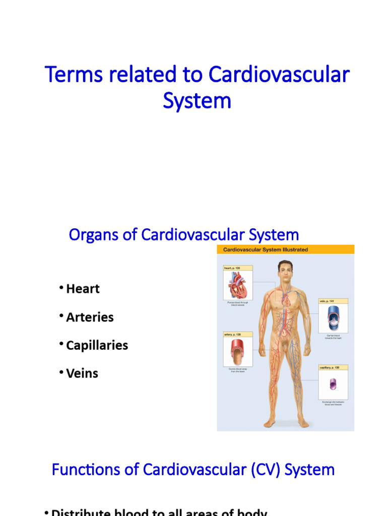 Cardiovascular Terminology Overview | PDF | Heart | Circulatory System