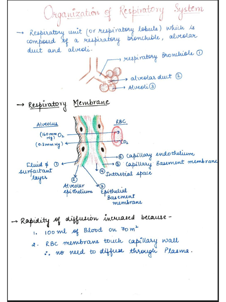 Respiratory Notes Physiology | PDF