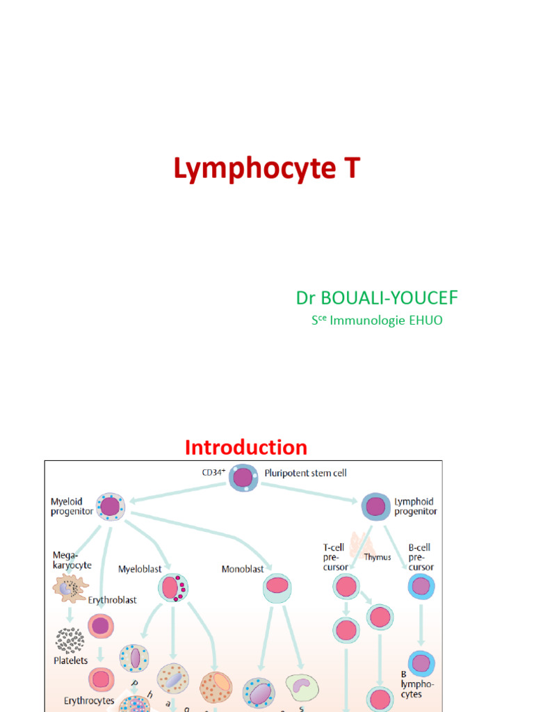 Lymphocytes T : Rôles et Classification | PDF | Lymphocyte T ...