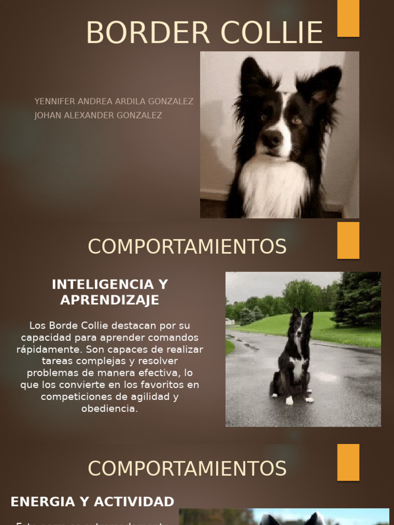 Comportamiento y características del Border Collie | PDF | Perros | Collie