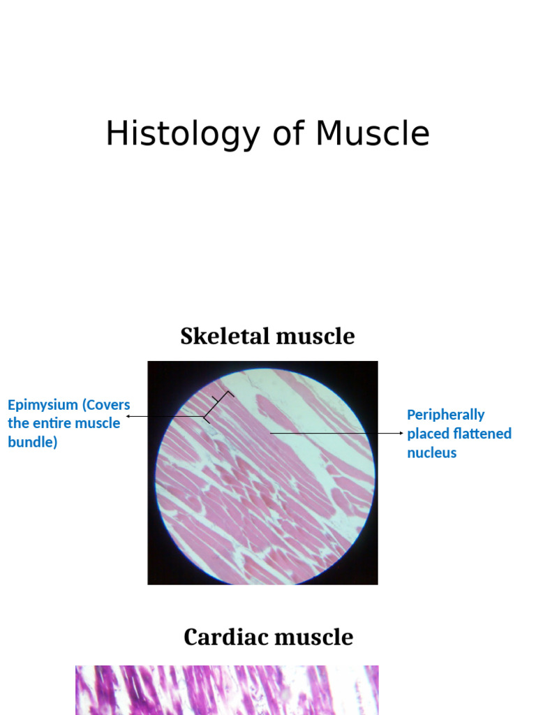 Muscle Histology: Skeletal & Cardiac | PDF