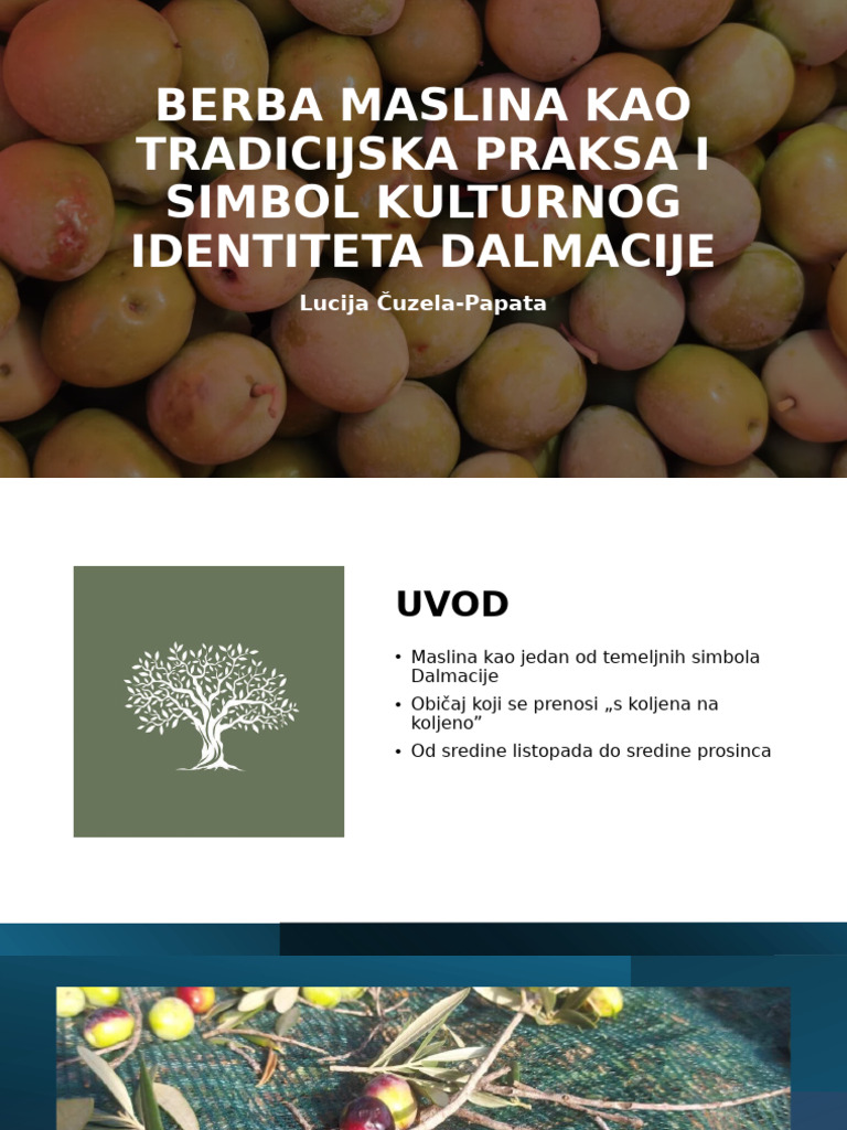 Berba Maslina Kao Tradicijska Praksa I Simbol Kulturnog | PDF