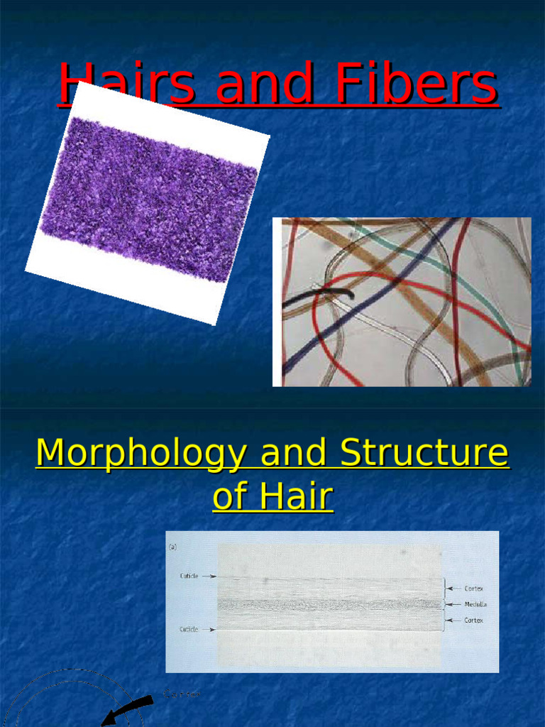Hair and Fiber Morphology Explained | PDF | Paint | Fibers