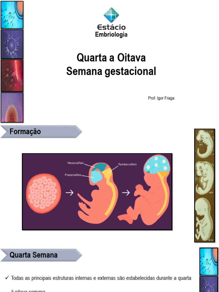 Aula - Quarta a Oitava Semana | PDF | Embrião | Anatomia