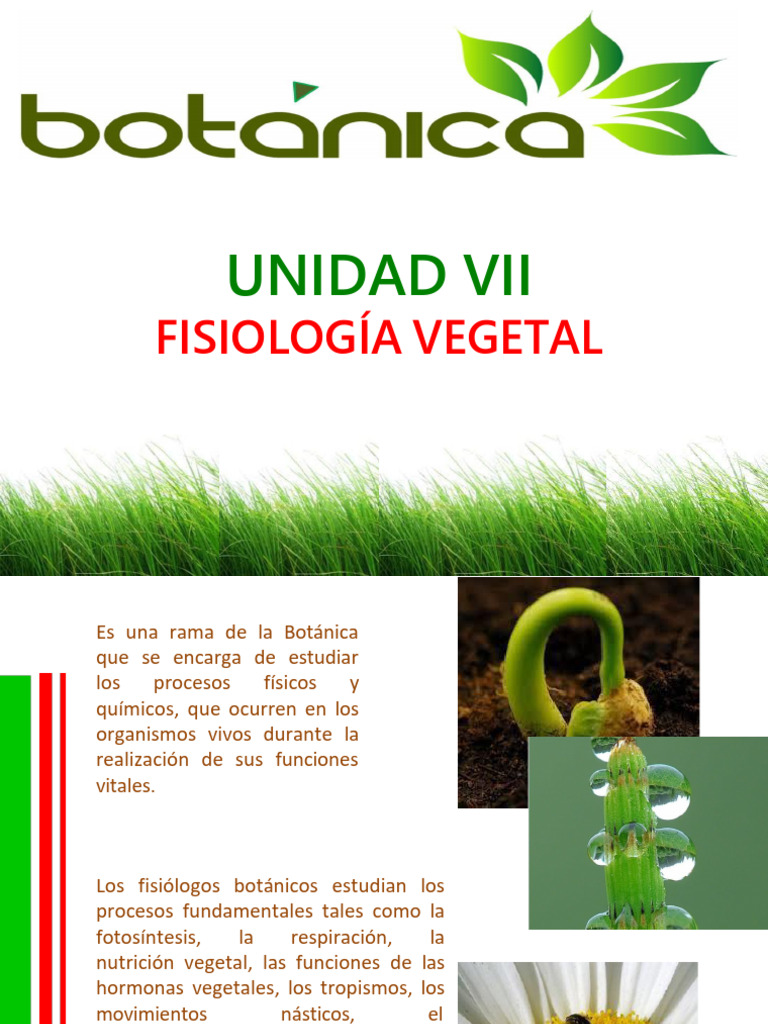 Botanica | PDF | Fisiología de las plantas | Polen