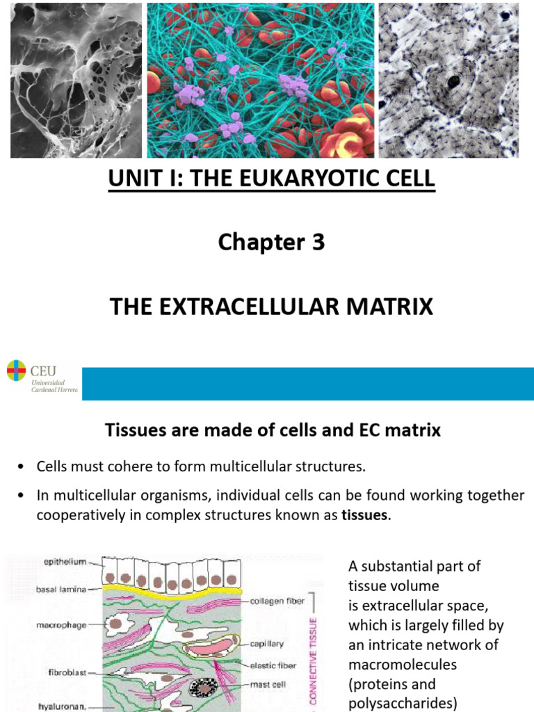 Chapter 3. Extracellular Matrix | PDF | Extracellular Matrix | Collagen