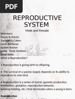 Goat Reproductive Anatomy Overview | PDF | Testicle | Reproductive System