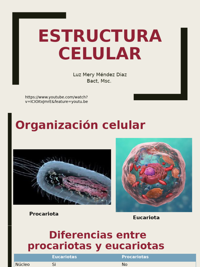 Estructura y Tipos de Células Bacterianas | PDF | Las bacterias ...