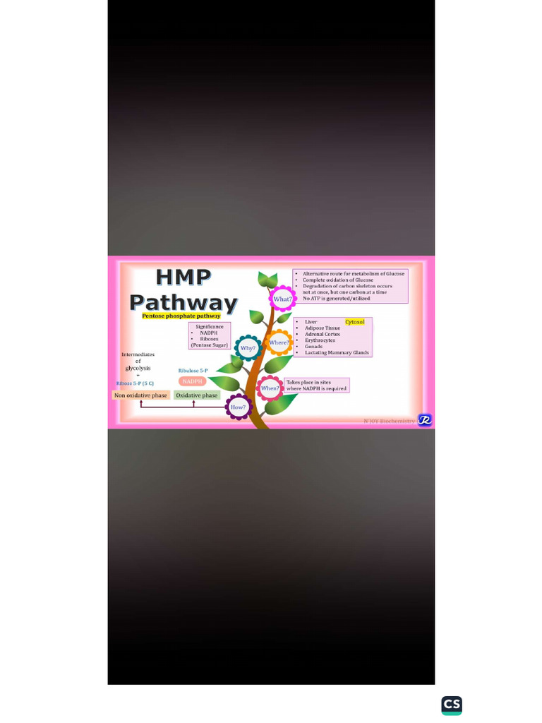 HMP Shunt | PDF