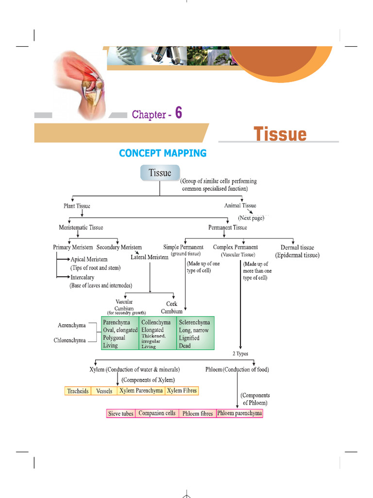 9 SM Science CH 6 2023 24 | PDF