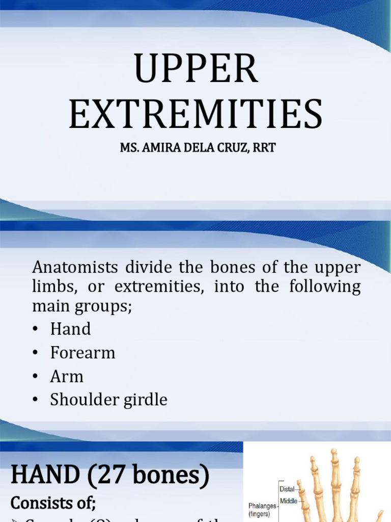 Upper Extremities Anatomy Overview | PDF | Hand | Elbow