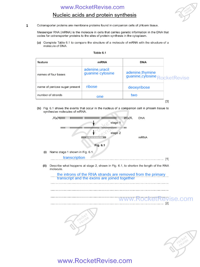 6 Nucleic Acids and Protein Synthesis QP | PDF