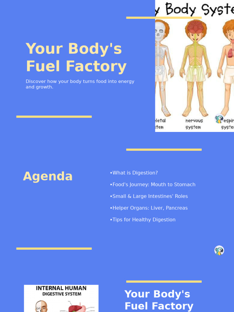 Understanding Your Digestive System | PDF | Digestion ...