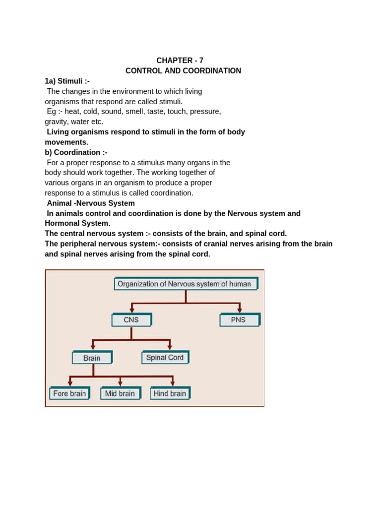 Control and Coordination in Organisms | PDF | Neuron | Stimulus ...