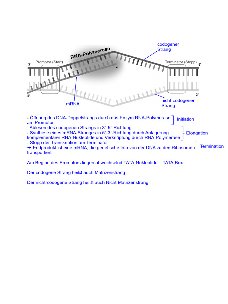 AB Transkription Vorgänge | PDF