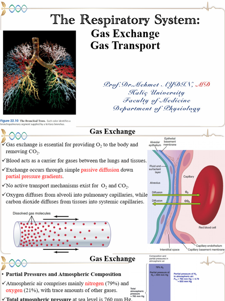 Understanding Gas Exchange in the Respiratory System | PDF | Lung | Blood