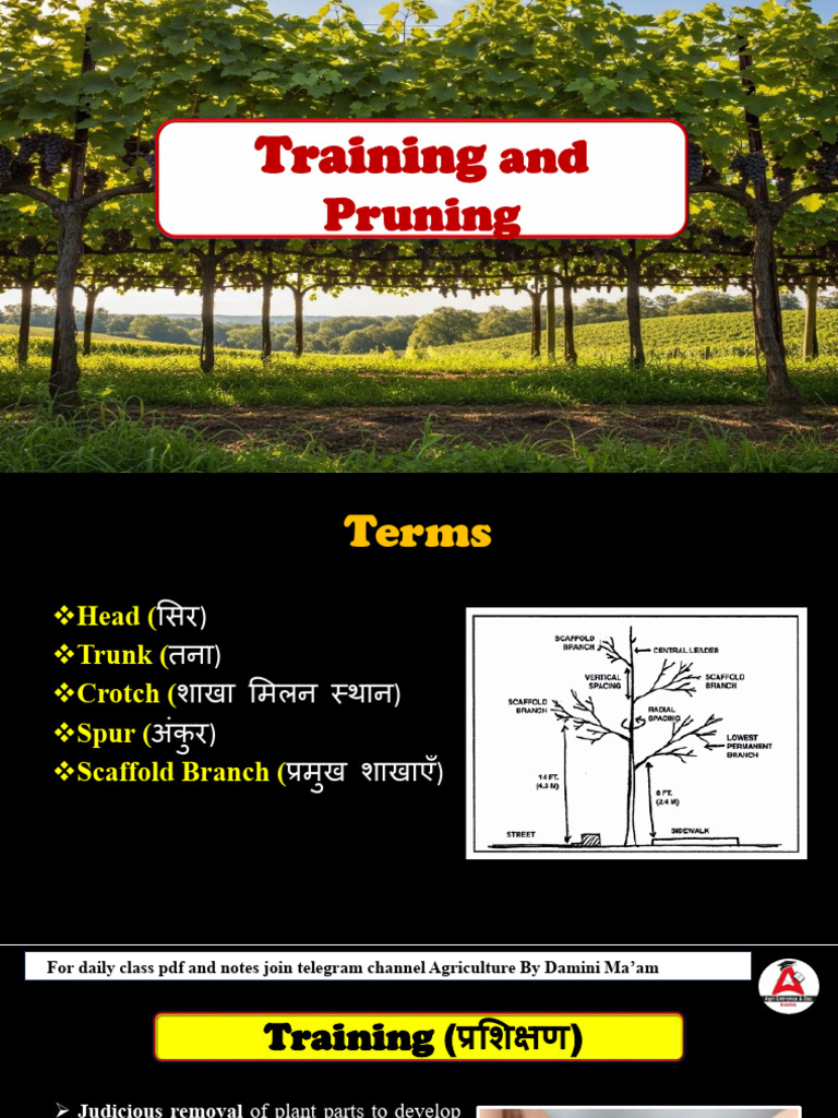 Training and Pruning | PDF