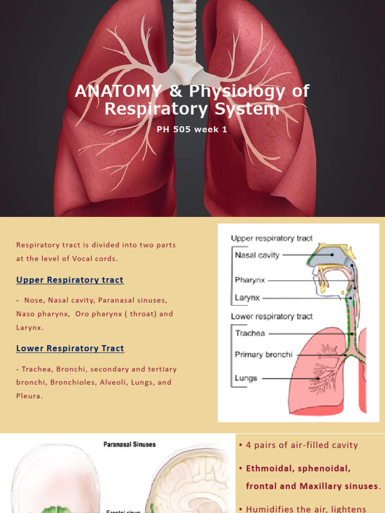 Respiratory System Anatomy Overview | PDF | Lung | Respiratory Tract