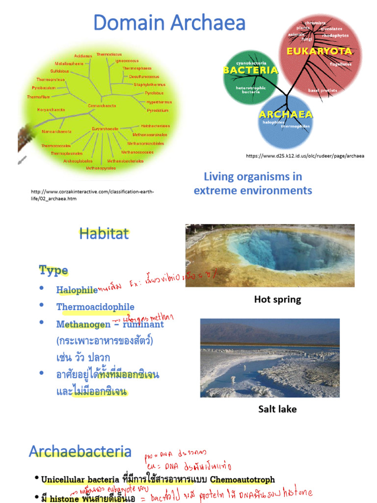 Domain Archaea | PDF