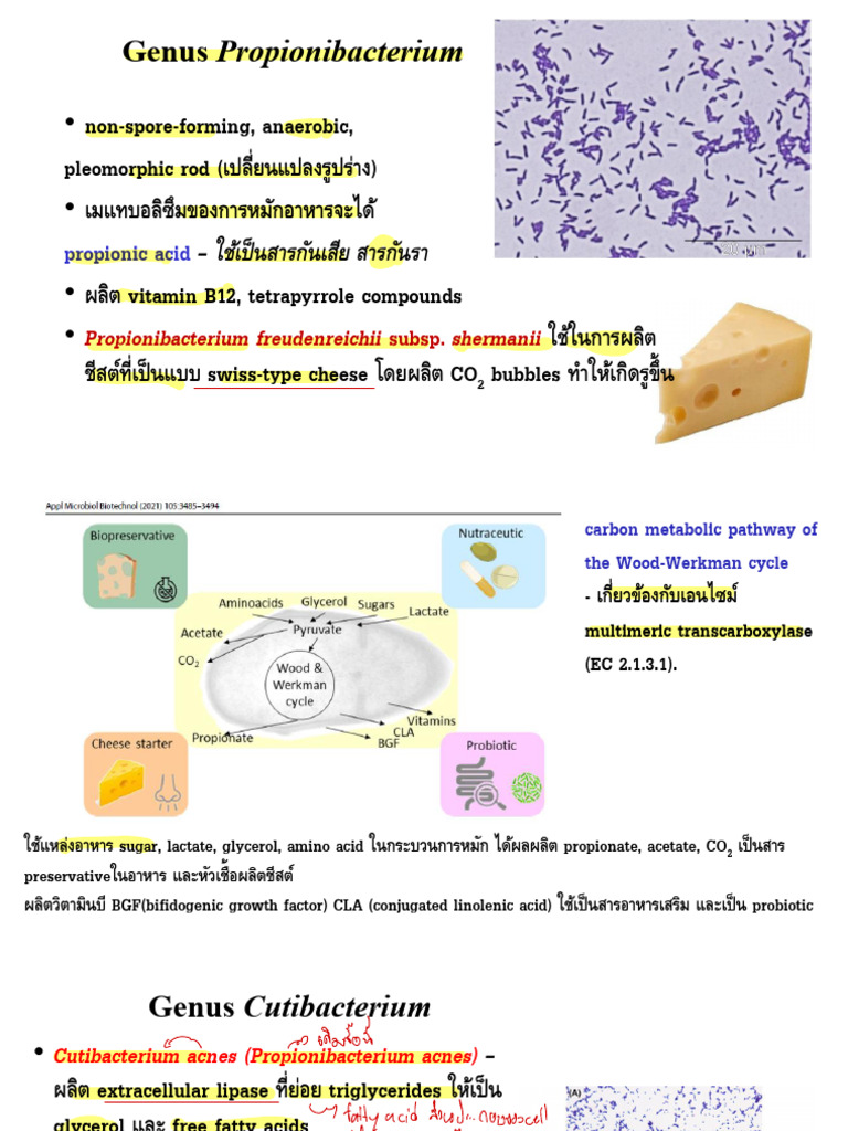Gram Positive Bacteria - High G-C - Actinobacteria 40-60 | PDF