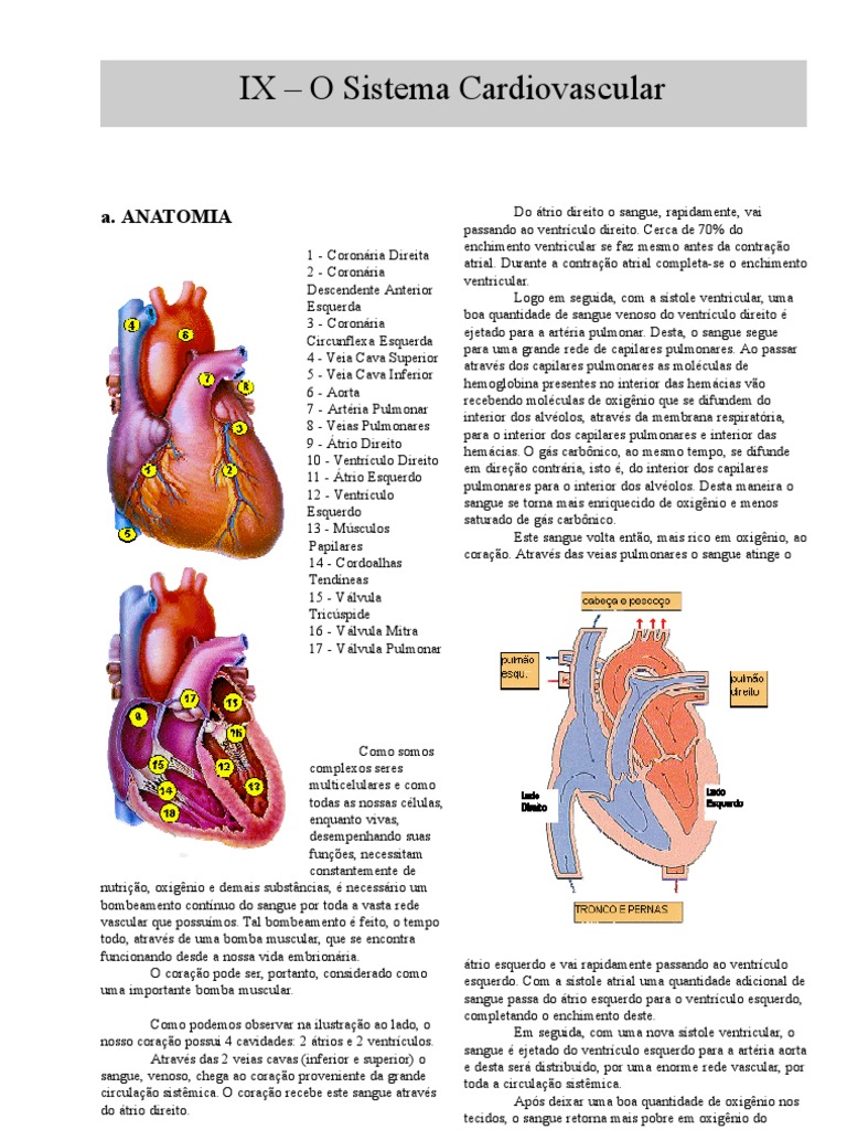 Anatomia - Apostila - Sistema Cardiovascular | PDF | Veia | Coração
