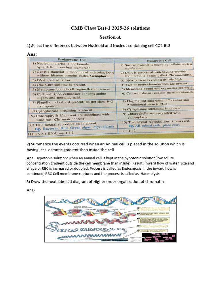 CMB Class Test-1 Solutions 2025-26 | PDF | Histone | Cell Cycle