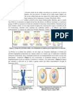 Informe Mitosis 1