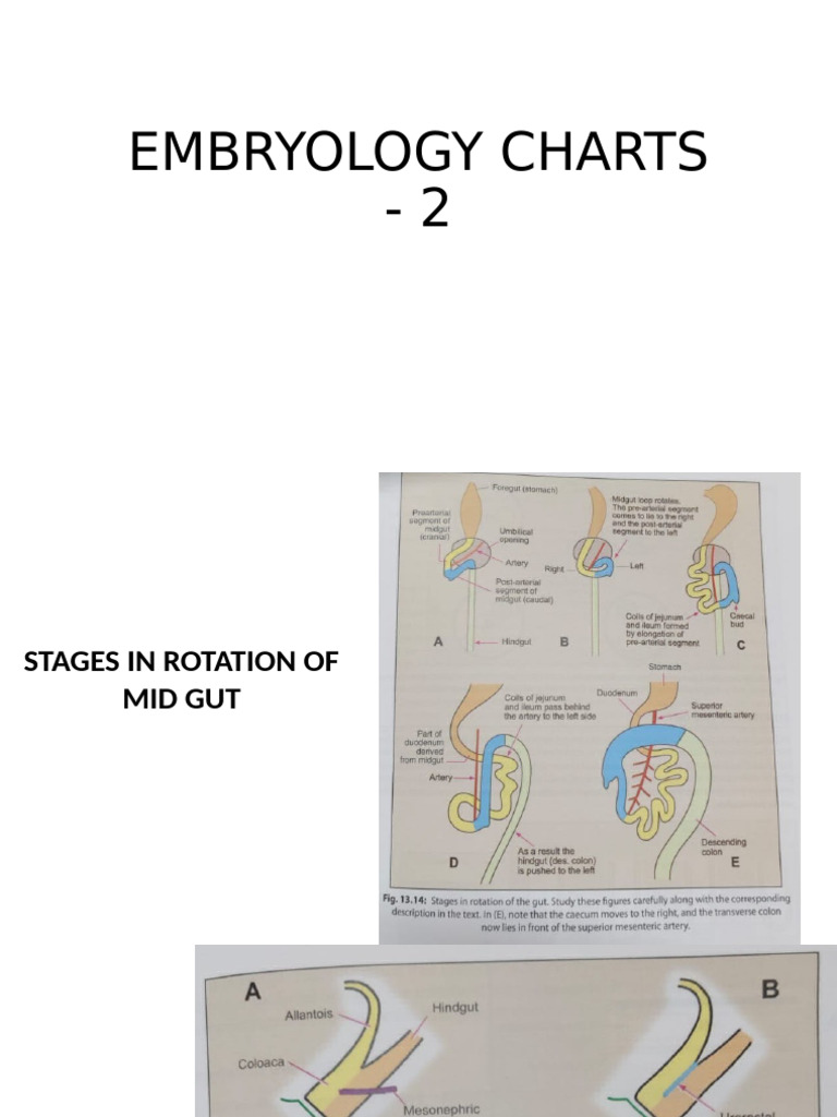 Embryology Development and Anomalies Charts | PDF