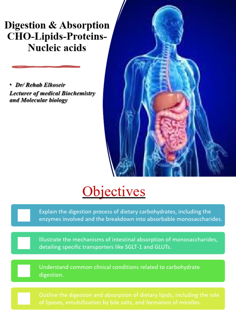 Digestion and Absorption 1+2 | PDF | Digestion | Small Intestine