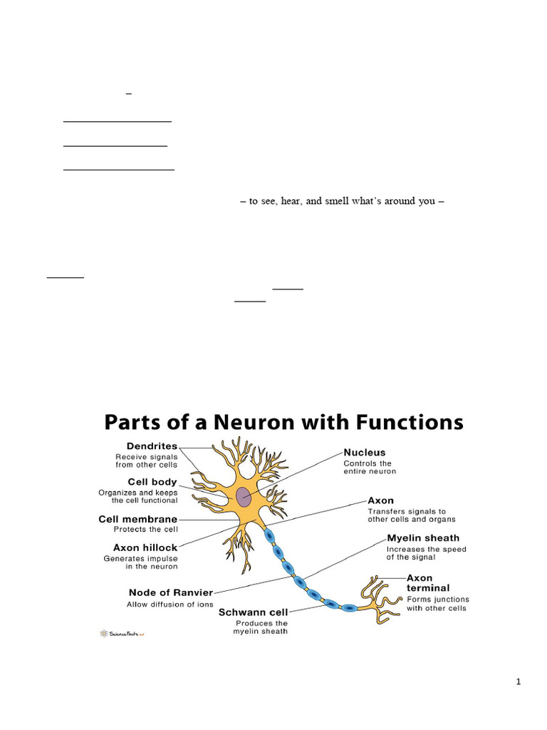 Understanding Neurons and Nervous System | PDF | Neuron | Axon