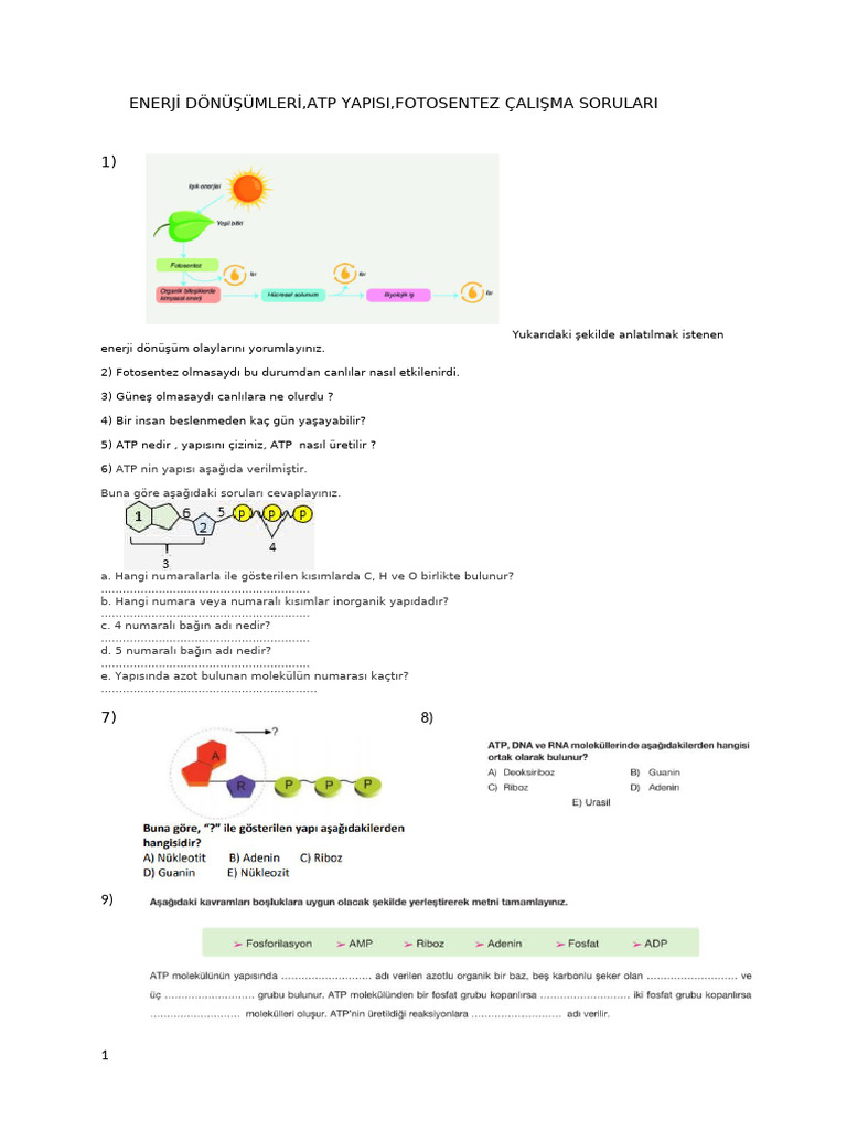 10 s n f Enerji D n mleri Atp Fotosentez PDF