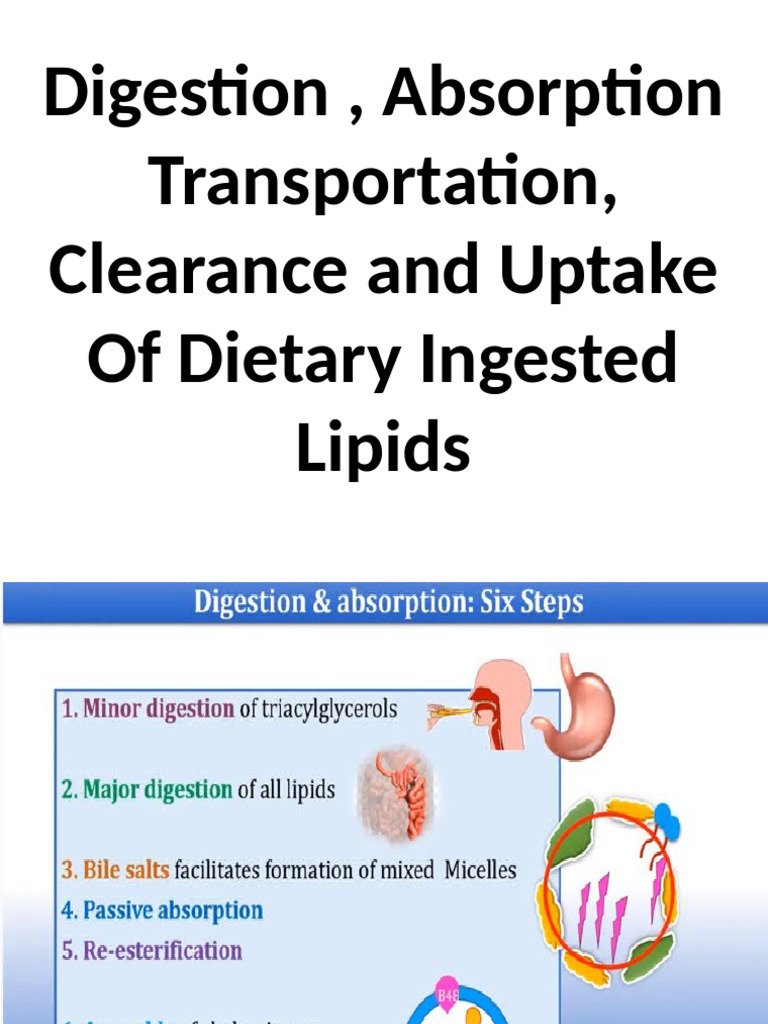 Lipid Digestion and Absorption Process | PDF | Digestion | Lipid
