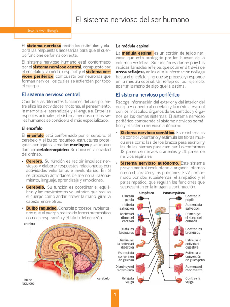 Sistema Nervioso Humano: Estructura y Funciones | PDF | Cerebro ...