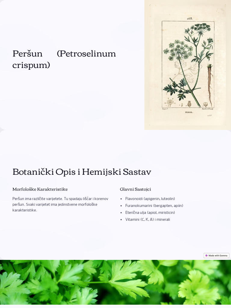 Persun Petroselinum Crispum Pdf