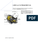 ANATOMÍA DE LA CAVIDAD BUCAL