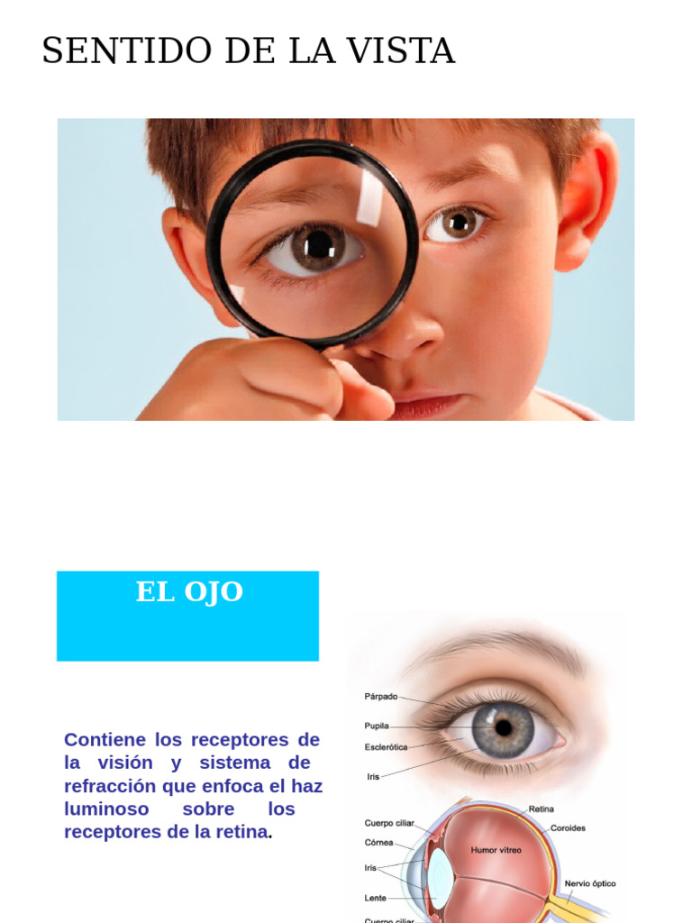 Sentido de La Vista Tema 4 | PDF | Ojo humano | Anatomía