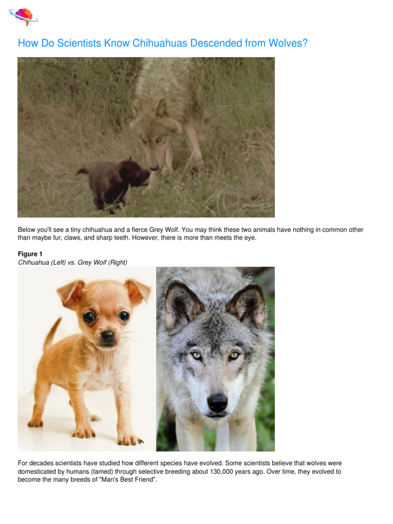 Evolution of Dogs from Wolves Explained | PDF | Evolution | Species
