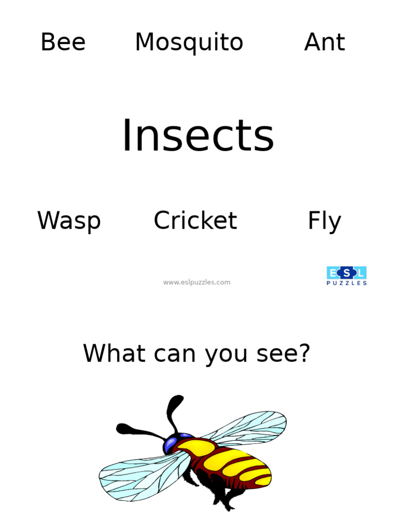Common Insects Identification Guide | PDF