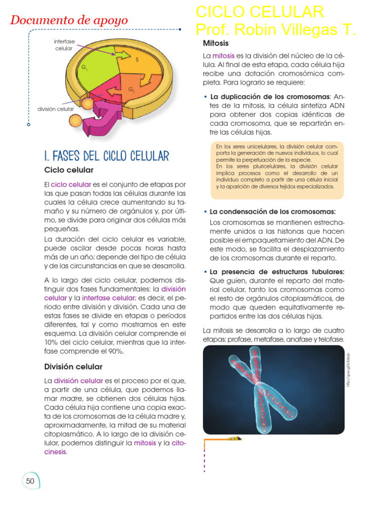 Fases del Ciclo Celular y Mitosis | PDF | Mitosis | Mitosis